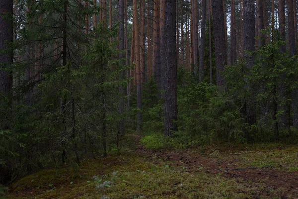 Dia chuvoso na floresta de taiga — Fotografia de Stock