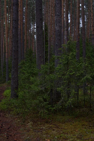 Deštivý den v lese Tajga — Stock fotografie