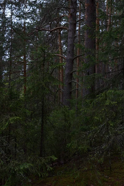 Esős nap a Taiga erdőben — Stock Fotó