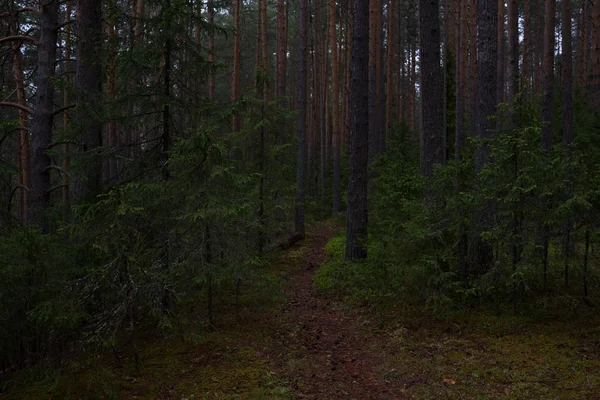 타이가 숲의 비오는 날 — 스톡 사진