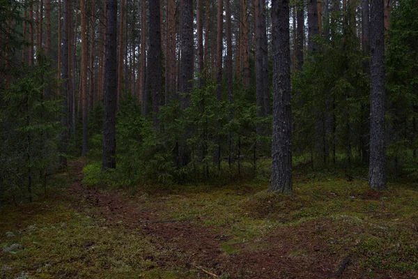 Rainy day in the taiga forest