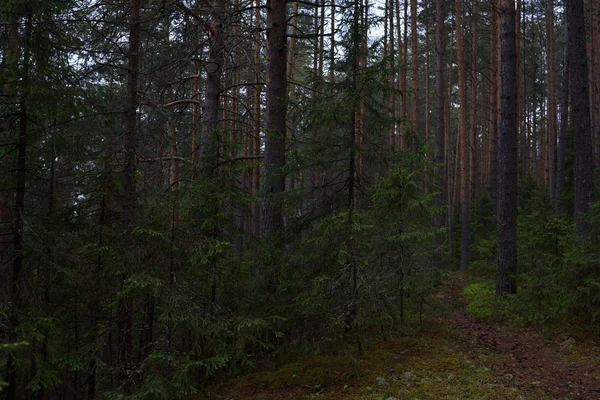 Regenachtige dag in het taiga-bos — Stockfoto