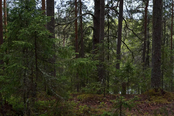 Deštivý den v lese Tajga — Stock fotografie