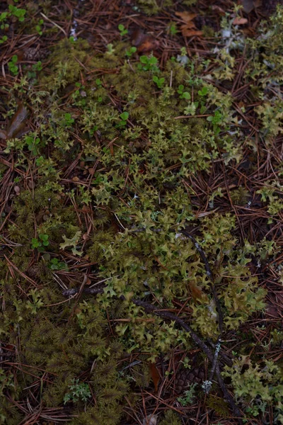 Moss and lichen — Stock Photo, Image