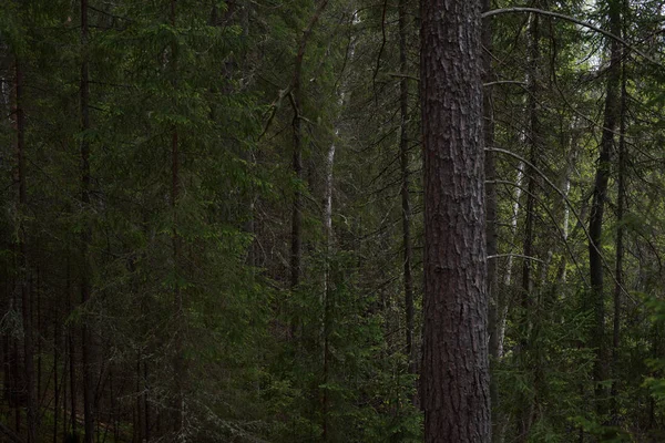 Regnig dag i Taiga Forest — Stockfoto