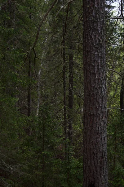 Rainy day in the taiga forest