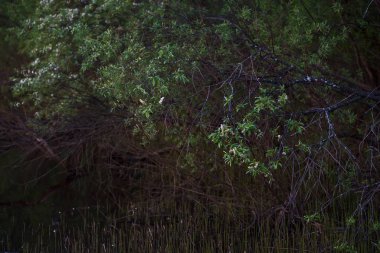 Göl kenarında söğüt