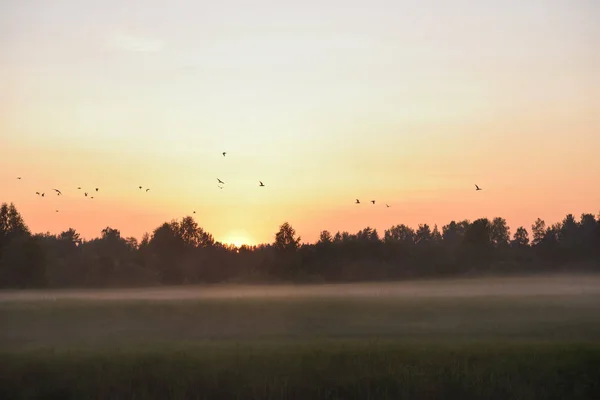 Aves sobre o campo . — Fotografia de Stock