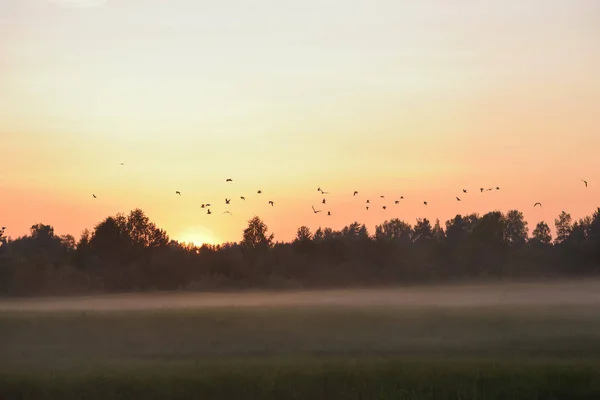 Aves sobre o campo . — Fotografia de Stock