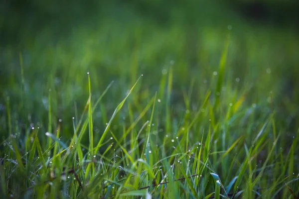 緑の草. — ストック写真