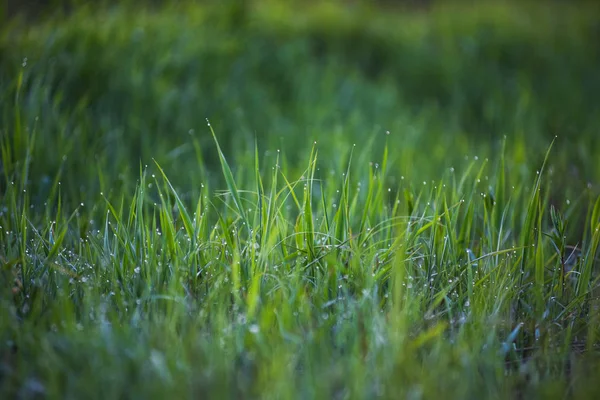 Hierba verde. —  Fotos de Stock