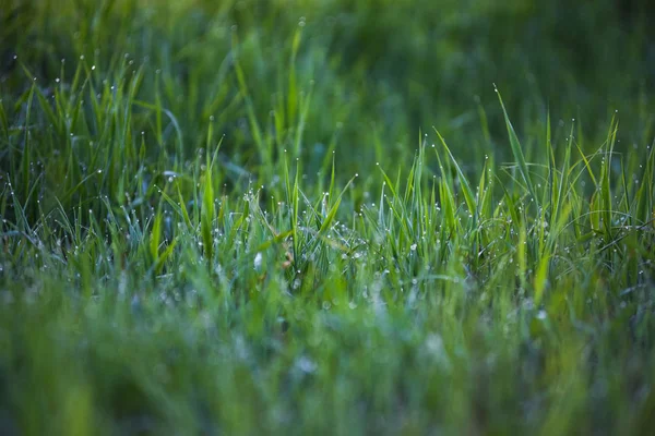 Hierba verde. —  Fotos de Stock