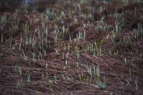 Färskt gräs — Stockfoto