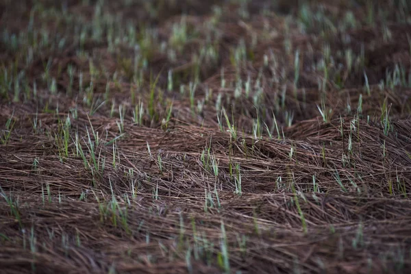 Свіжа трава — стокове фото