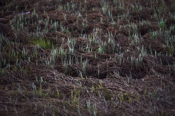 Свіжа трава — стокове фото