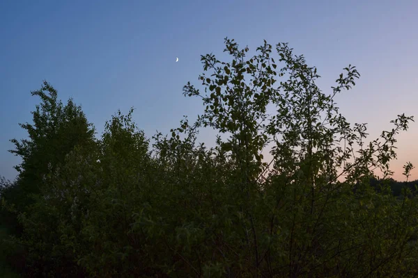 Willow på sjön — Stockfoto