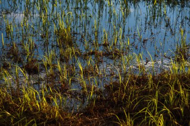 Gölün yüzeyinde..