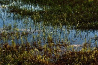 Gölün yüzeyinde..