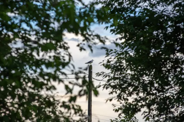 Gaivota. — Fotografia de Stock