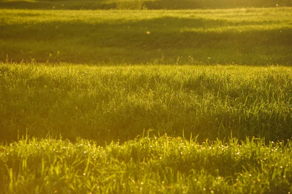 Zöld mező a naplementekor. — Stock Fotó