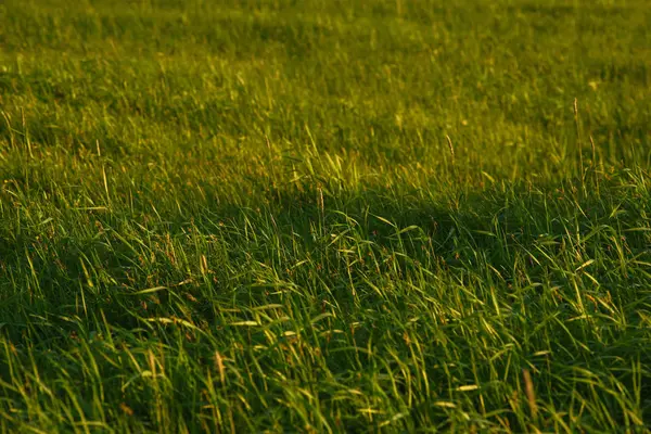 Groen veld bij de zonsondergang. — Stockfoto