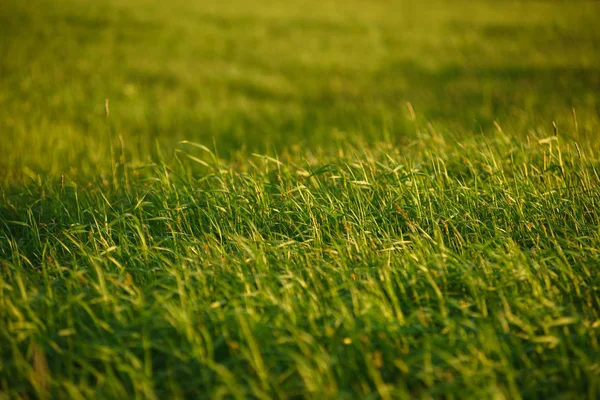 夕暮しの頃の緑の野原. — ストック写真