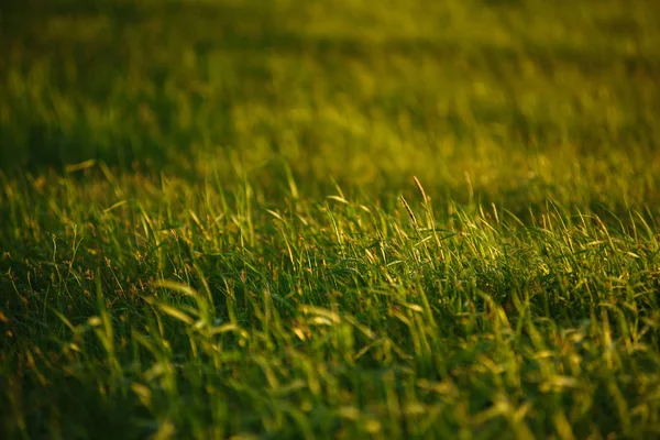 Πράσινο χωράφι με το ηλιοβασίλεμα. — Φωτογραφία Αρχείου