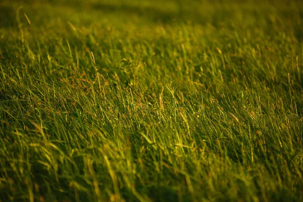 Groen veld bij de zonsondergang. — Stockfoto