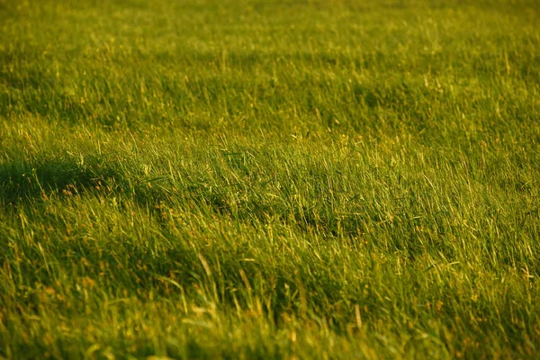夕暮しの頃の緑の野原. — ストック写真
