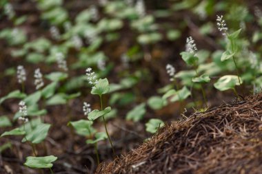 Maianthemum bifolium