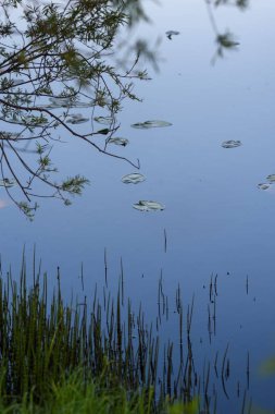 nilüferler yaprakları