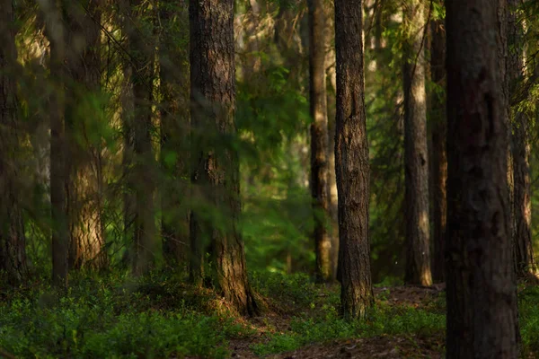 Taiga landscape — Stock Photo, Image