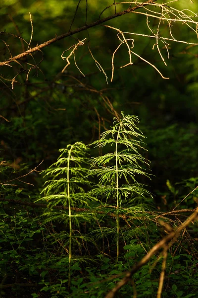 Horsetail — Stock Photo, Image