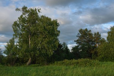Yaz alanında dramatik gün batımı.