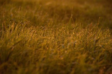 Sabahın erken saatlerinde çimenlerin ucunda.