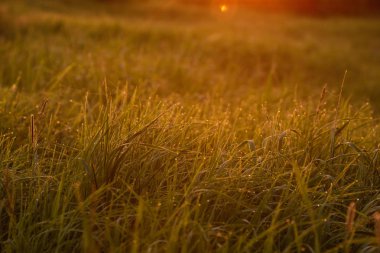Sabahın erken saatlerinde çimenlerin ucunda.