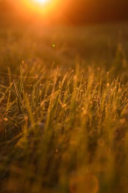 Sabahın erken saatlerinde çimenlerin ucunda.