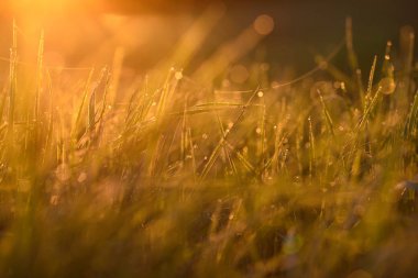 Sabahın erken saatlerinde çimenlerin ucunda.