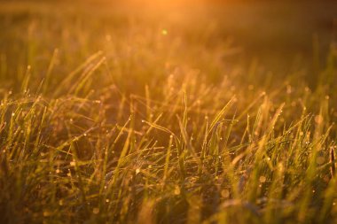 Sabahın erken saatlerinde çimenlerin ucunda.