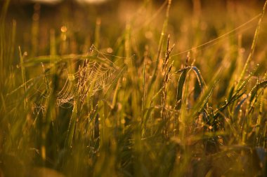 Sabahın erken saatlerinde çimenlerin ucunda.