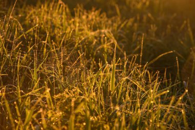 Sabahın erken saatlerinde çimenlerin ucunda.