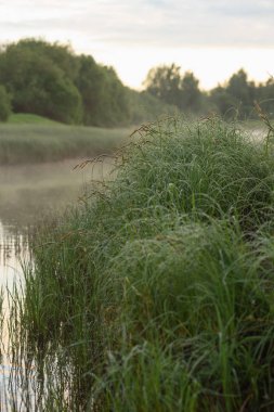 Nehrin büyümüş kıyısı