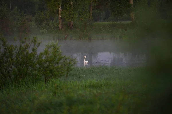 Un cisne blanco — Stockfoto