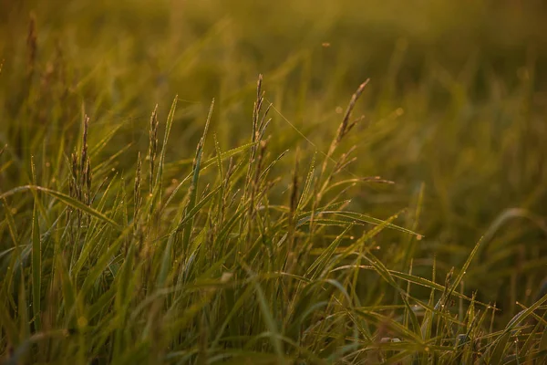 Am frühen Morgen auf den Spitzen des Rasens. — Stockfoto