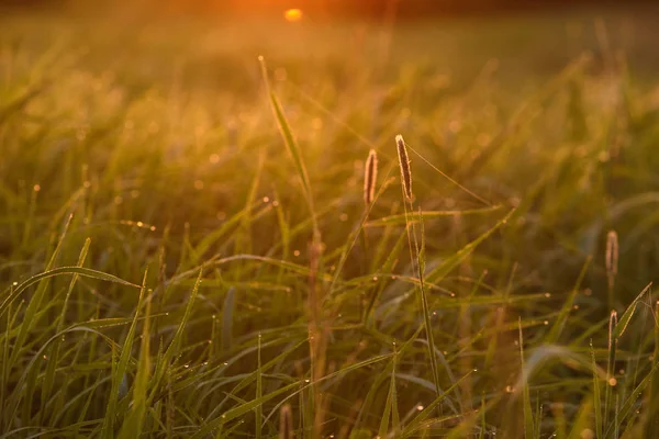 Early morning on the tips of the grass. — Stock Photo, Image