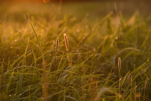 Vroeg in de ochtend op de toppen van het gras. — Stockfoto