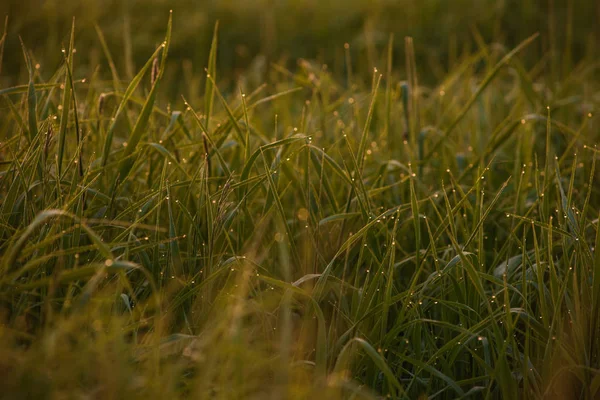 Temprano en la mañana en las puntas de la hierba . —  Fotos de Stock