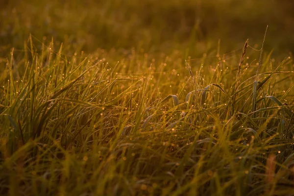 Am frühen Morgen auf den Spitzen des Rasens. — Stockfoto