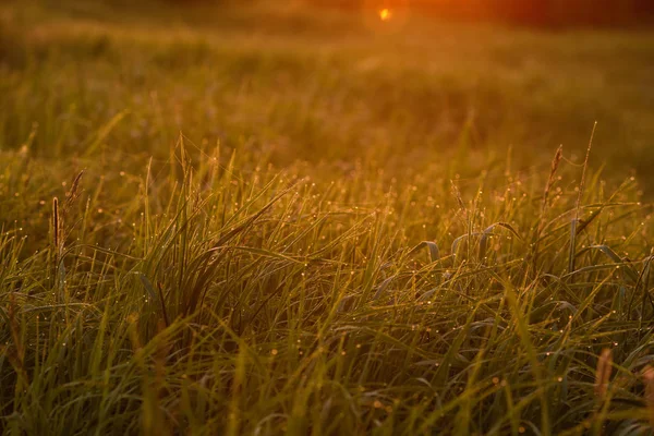 Am frühen Morgen auf den Spitzen des Rasens. — Stockfoto