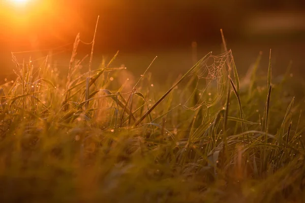 Tidigt på morgonen på tips av gräset. — Stockfoto